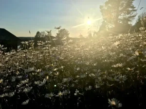 What to expect at our Summer Solstice Retreat